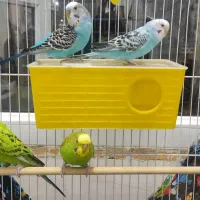 چهار عدد مرغ عشق (نر و ماده)