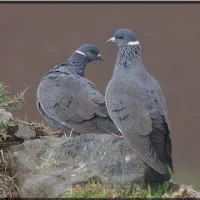 کفتر پیدا شده تحویل به صاحبش