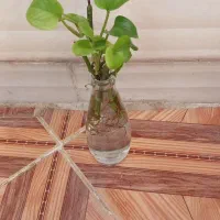 گل دونه ۳۰ حراج