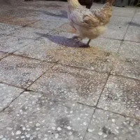 مرغ و خروس عربی