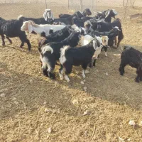 فروش بز