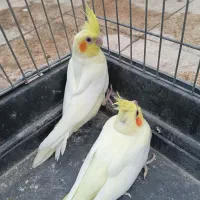 جوجه عروس هلندی