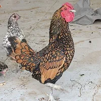 مرغ و خروس سیبرایت|حیوانات مزرعه|اردبیل, |دیوار