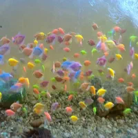 ماهی کالر ویدو