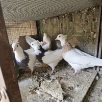 کفتر کبوتر مفلق ماده طوقی|پرنده|اصفهان, سرچشمه|دیوار