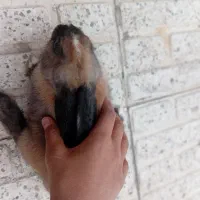 خرگوش|موش و خرگوش|کاشان, شریعتی|دیوار