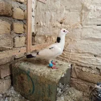کبوتر یا کفتر ابلغ،کرباتی،مانتانی