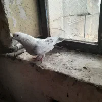 سرور و کاشان و طوقی|پرنده|مسجد سلیمان, |دیوار