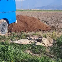 کودگوسفندی وگاوی|خدمات باغبانی و درختکاری|گرگان, |دیوار