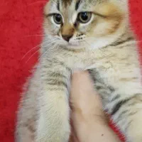 گربه بریتیش بلک گلد و تابی پا کوتاه نر ۴ ماهه|گربه|تهران, مشیریه|دیوار