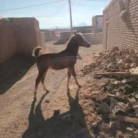 اسب ماده|اسب و تجهیزات اسبسواری|دهگلان, |دیوار