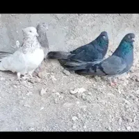 کبوتر ۴ عدد سرور درجه یک