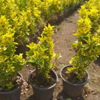 انواع گلهای باغ وباغچهویلاوبالکن|گل و گیاه طبیعی|تهران, ترمینال غرب|دیوار