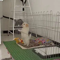 واگذاری سگ پودل همراه باشناسنامه|سگ|پرند, فاز ۶|دیوار