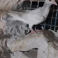 کفتر جوجه|پرنده|طرقبه, |دیوار