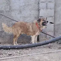سگ گله