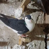 کبوتر|پرنده|مشهد, کلاته برفی|دیوار