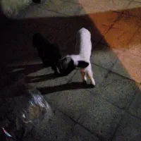 بره ناقلا