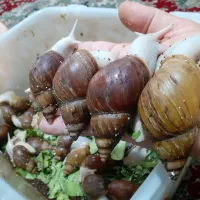 حلزون آفریقایی آچاتینا