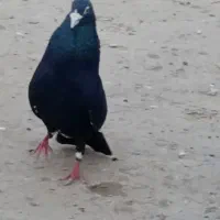 با این شمار تماس بگیرن /