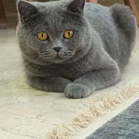 گربه بریتیش بلو اصیل British Blue
