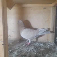 ماده زردی عروسک