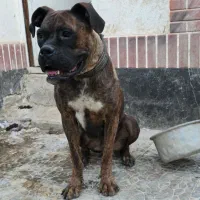 یک جفت سگ نژاد باکستر * مولد*|سگ|مشهد, چهارچشمه|دیوار