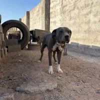 سگ پیت بول|سگ|قزوین, |دیوار