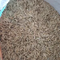 شالی فجر ۷۵ روزه