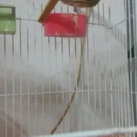 قناری مست مست|پرنده|شاهین‌شهر, فدک|دیوار