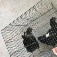 جوجه مرغ و خروس دو رگ ایام سمانی