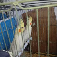 عروس هلندی