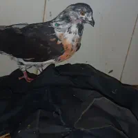 یک عدد کفتر زمانتی