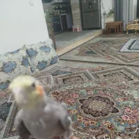 عروس هلندی سخنگو