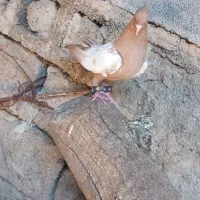 سینه ای|پرنده|بندر ماهشهر, |دیوار