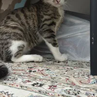 واگذاری گربه خانگی|گربه|گرگان, |دیوار