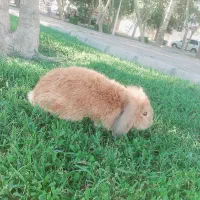 خرگوش لوپ نرو ماده بالغ