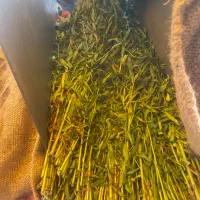 سبزی خوردن