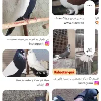 کبوتر سینمای دم سفید قیچی