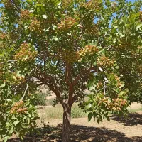 نـهال گـیــلاس تکدانه  لوکس درشت و پرفروش|خدمات باغبانی و درختکاری|گیلان غرب, |دیوار