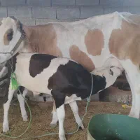 دو عددگاو با گوساله نر شیری