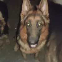 ژرمن یک ساله