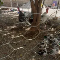 بوقلمون نر بزرگ