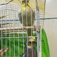 پرنده ، عروس هلندی|پرنده|شهرکرد, |دیوار