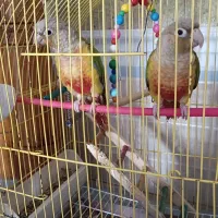 طوطی گیرین چیک آناناسی|پرنده|هشتگرد, هیو|دیوار