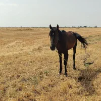 خرید و فروش اسب و مادیان|اسب و تجهیزات اسب‌سواری|قزوین, |دیوار