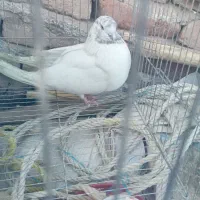 کبوتر ۸۰ تا ۱۵۰