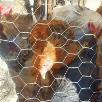 مرغ محلی و برهما و اردک تخمگذار|حیوانات مزرعه|آبیک, |دیوار