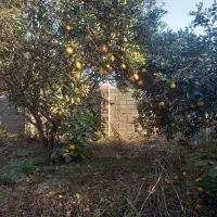 فروش میوه پرتقال سر درختی|خدمات باغبانی و درختکاری|دابودشت, |دیوار