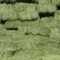 علوفه|حراج|سمیرم, |دیوار